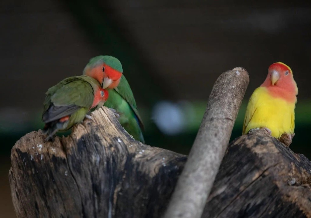 3 Fakta Menarik Burung Love Bird yang Tak Banyak Orang Tahu
